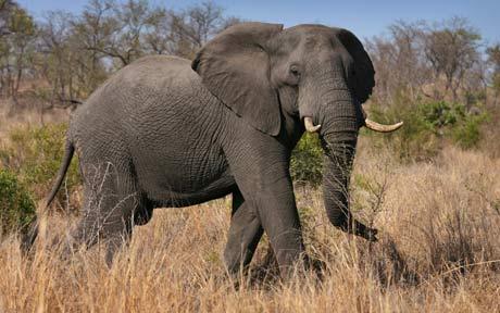 How Do You Eat An Elephant?